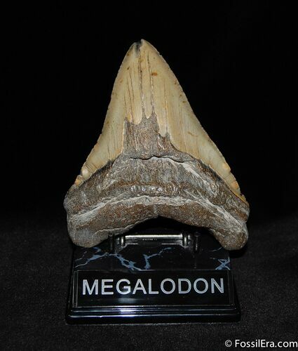 Impressive Inch Megalodon Tooth #91